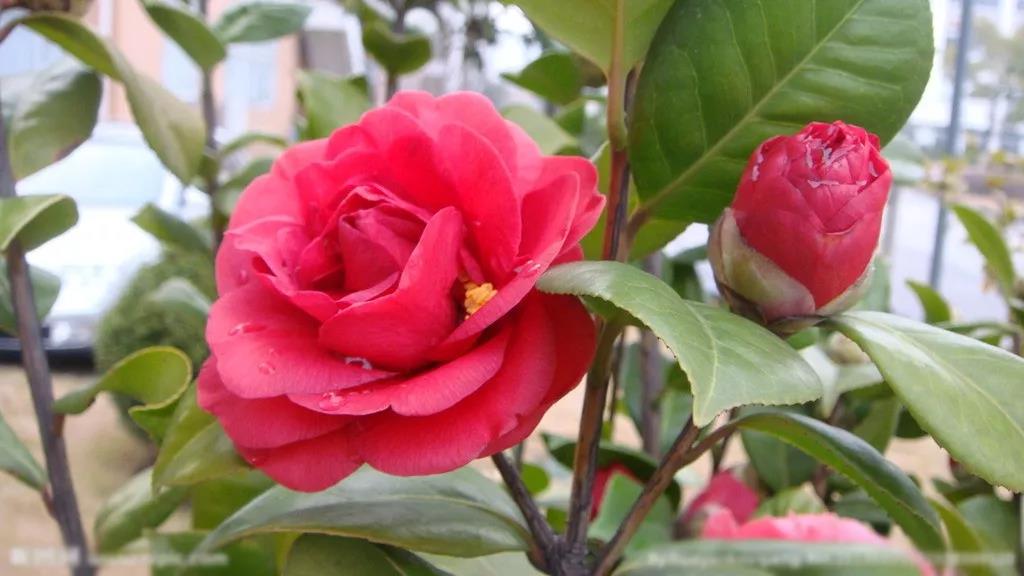 植物生长调节剂在花卉上的应用-山茶花、女贞、玉兰